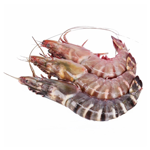 Fresh Jumbo Tiger Prawn - বাগদা চিংড়ি