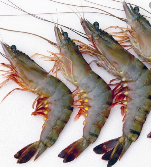 FRESH TIGER PRAWN - বাগদা চিংড়ি (রায়দিঘি)