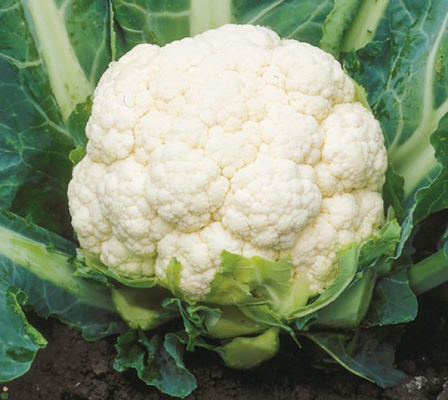 Cauliflower - ফুলকপি