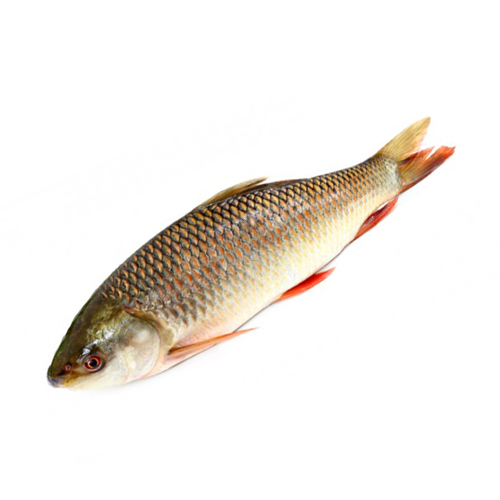 LIVE Desi RUI (>1 Kg SizeDesi) - রুইমাছ