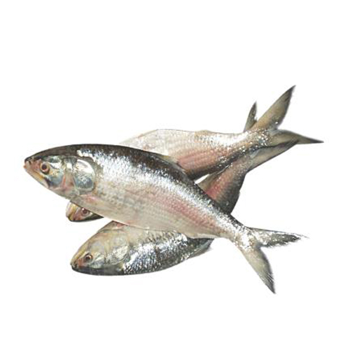 Fresh HILSA 1kg size| - ইলিশ (রায়দিঘি )