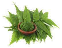 Organic Neem Leaves