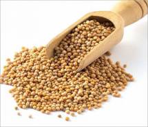 Organic Yellow  Mustard Seed