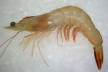 FRESH CHAPDA PRAWN - চাবড়া চিংড়ি - BIG SIZE